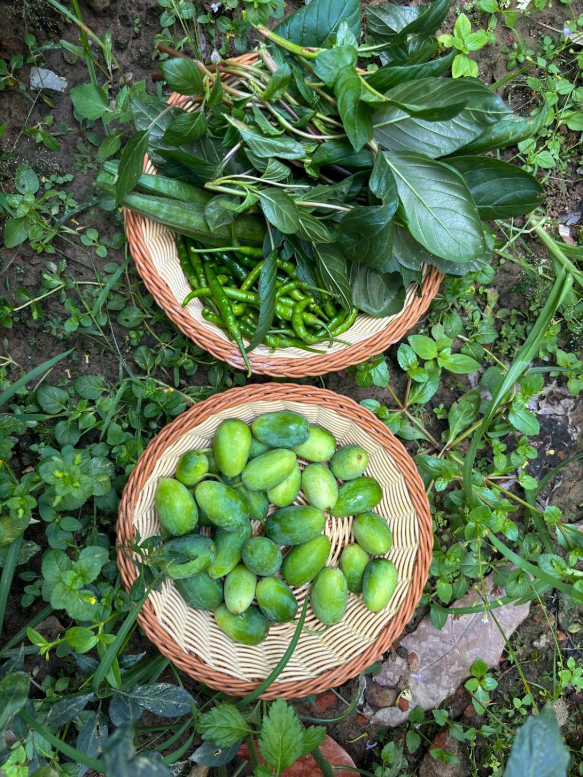 Greenland Safari, Sauraha Exterior foto