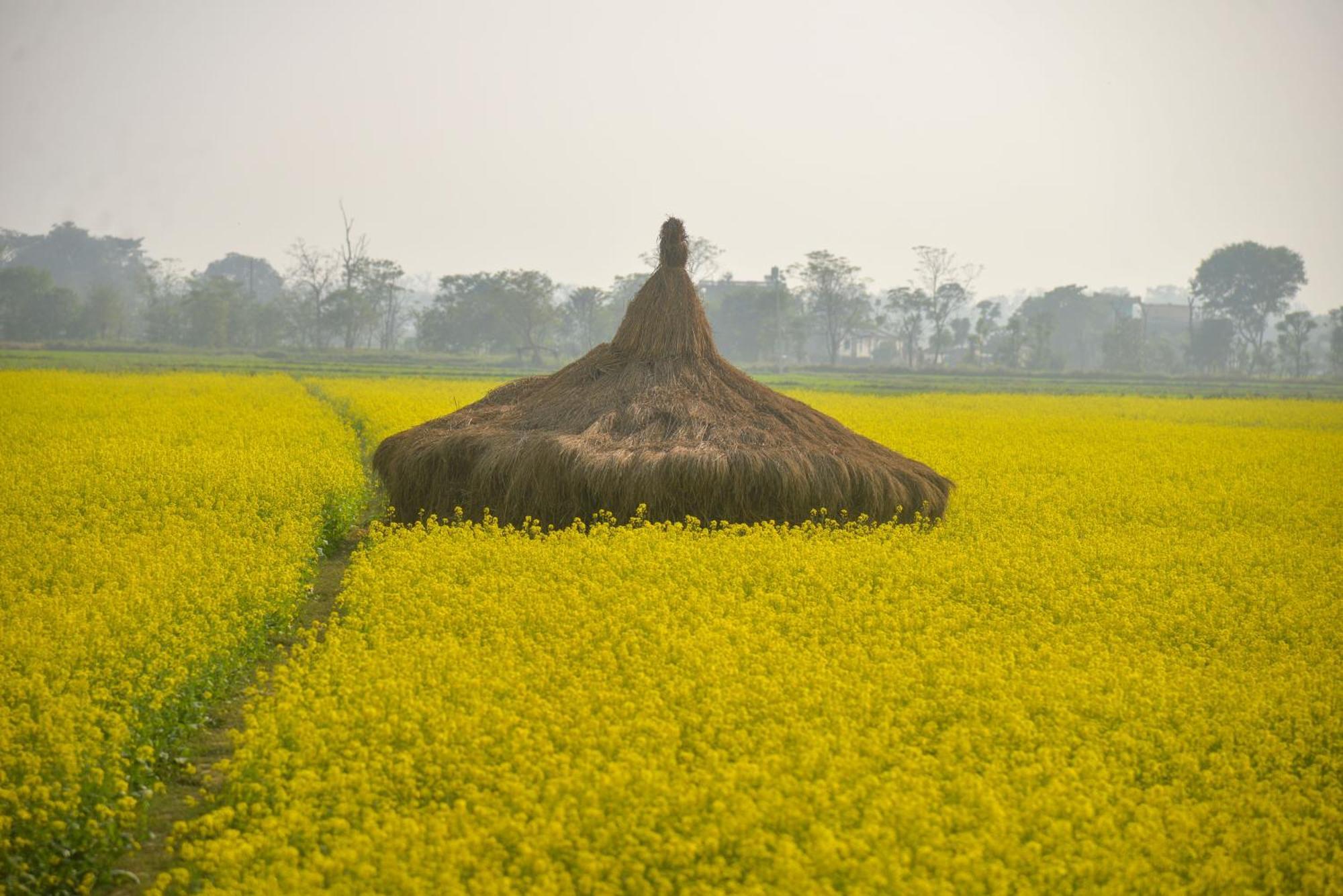 Greenland Safari, Sauraha Exterior foto